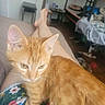 Asuka a rejoint le concours — aidez-le/la à gagner de superbes lots ! cat, kitten, orange_cat, ginger_cat, pet, animal, feline, whiskers, ears, eyes, fur, striped_fur, sitting, lap, person, feet, bedroom, bed, bunk_bed, indoor