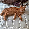 alert, animal, bed, bedroom, blanket, cat, ears, eyes, feline, ginger, indoor, lying_down, mattress, orange_tabby, paws, pet, relaxed, striped_fur, tail, whiskers