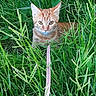 Asuka participe au concours pour gagner de l'argent avec cette photo : cat, kitten, ginger_cat, orange_cat, grass, outdoors, nature, animal, pet, leash, collar, whiskers, ears, eyes, feline, portrait, close_up, greenery, garden, alert