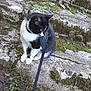 cat, black_and_white, leash, moss, stone_steps, outdoor, grass, animal, pet, nature, curious, sitting, feline, whiskers, paws, mossy, leaves, daylight, quiet, exploration
