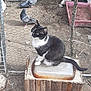 cat, pigeon, wire_fence, wooden_box, metal_surface, outdoor, animal, bird, black_and_white_cat, ground, seed, rustic, perched, enclosure, nature, pet, fence, looking, daylight, dirt