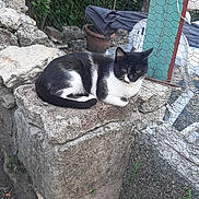 Chipounette participe au concours pour gagner de l'argent avec cette photo : cat, black_and_white, stone, outdoor, fence, potted_plant, garden, relaxed, animal, pet, resting, rock, nature, chair, wire_mesh, leaf, daylight, quiet, calm, fur