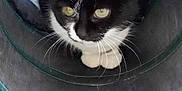 Chipounette a rejoint le concours — aidez-le/la à gagner de superbes lots ! cat, black_and_white, animal, pet, feline, tunnel, fabric, indoor, curious, whiskers, paws, closeup, cute, resting, looking, hidden, cozy, playful, fur, eyes
