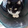 cat, black_and_white, animal, pet, feline, tunnel, fabric, indoor, curious, whiskers, paws, closeup, cute, resting, looking, hidden, cozy, playful, fur, eyes