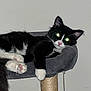 cat, tuxedo_cat, pet, indoor, cat_tree, cat_bed, paw, paw_pad, whiskers, ear, feline, relaxed, black_and_white, portrait, flash_glare, green_eyes, wall, sisal_post, fur, cozy