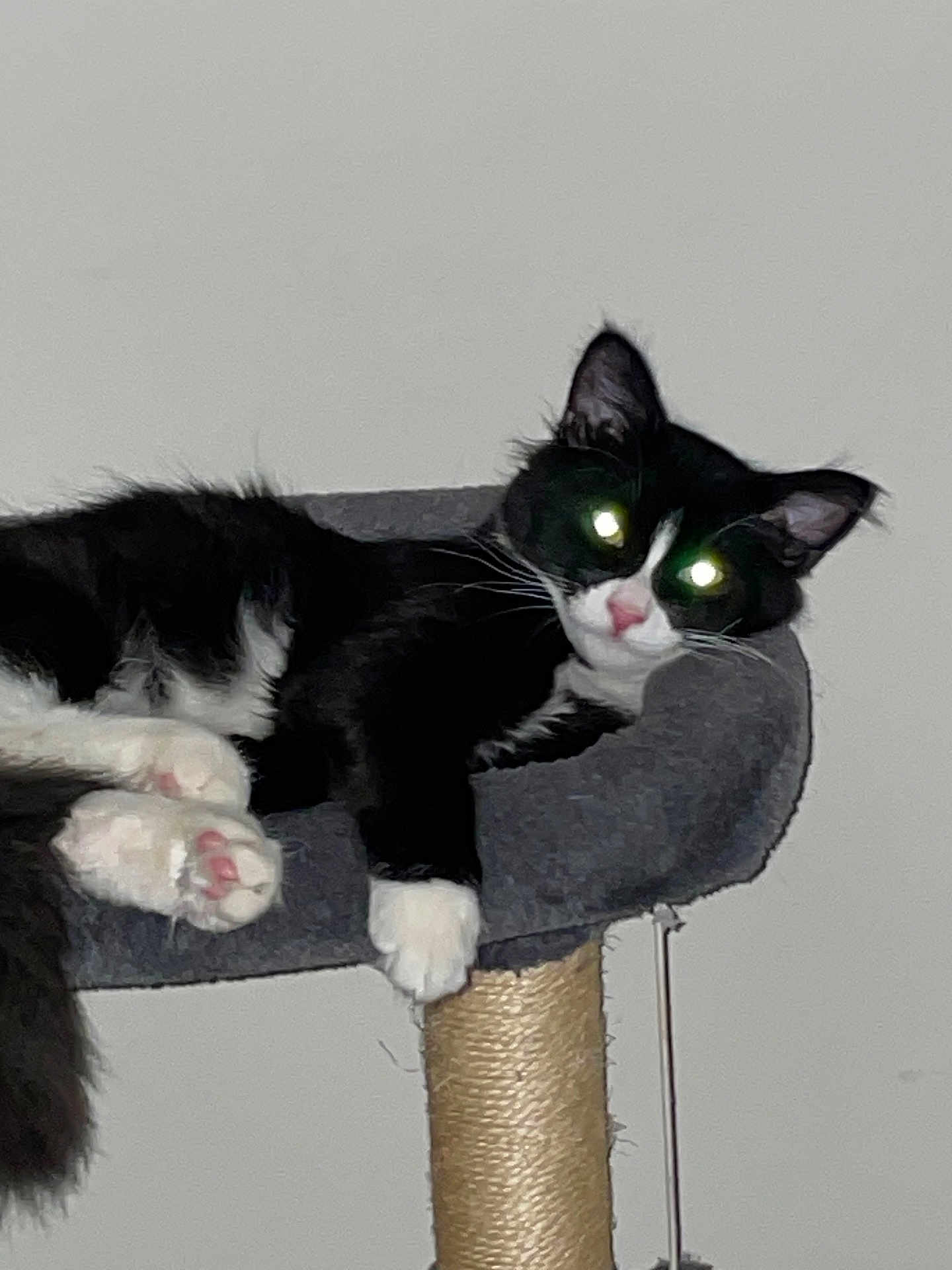 Baby joined the competition — help win amazing prizes! cat, tuxedo_cat, pet, indoor, cat_tree, cat_bed, paw, paw_pad, whiskers, ear, feline, relaxed, black_and_white, portrait, flash_glare, green_eyes, wall, sisal_post, fur, cozy