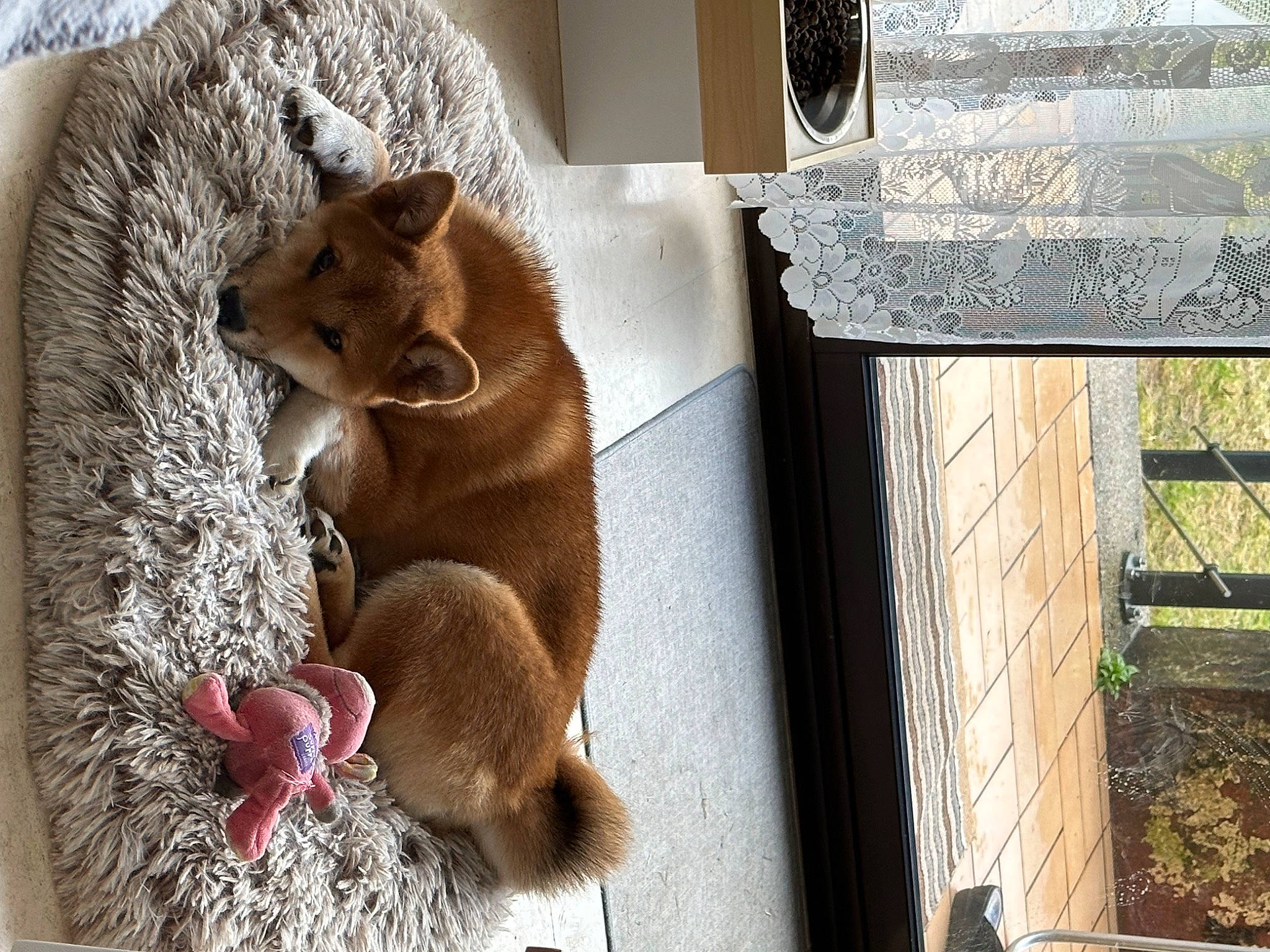 Tagada a rejoint le concours — aidez-le/la à gagner de superbes lots ! animal_shelter, cage, carnivore, comfort, door, fawn, felidae, fur, liver, pet_supply, red_panda, small_to_medium_sized_cats, snout, tail, terrestrial_animal, trunk, whiskers, wildlife, window, wood