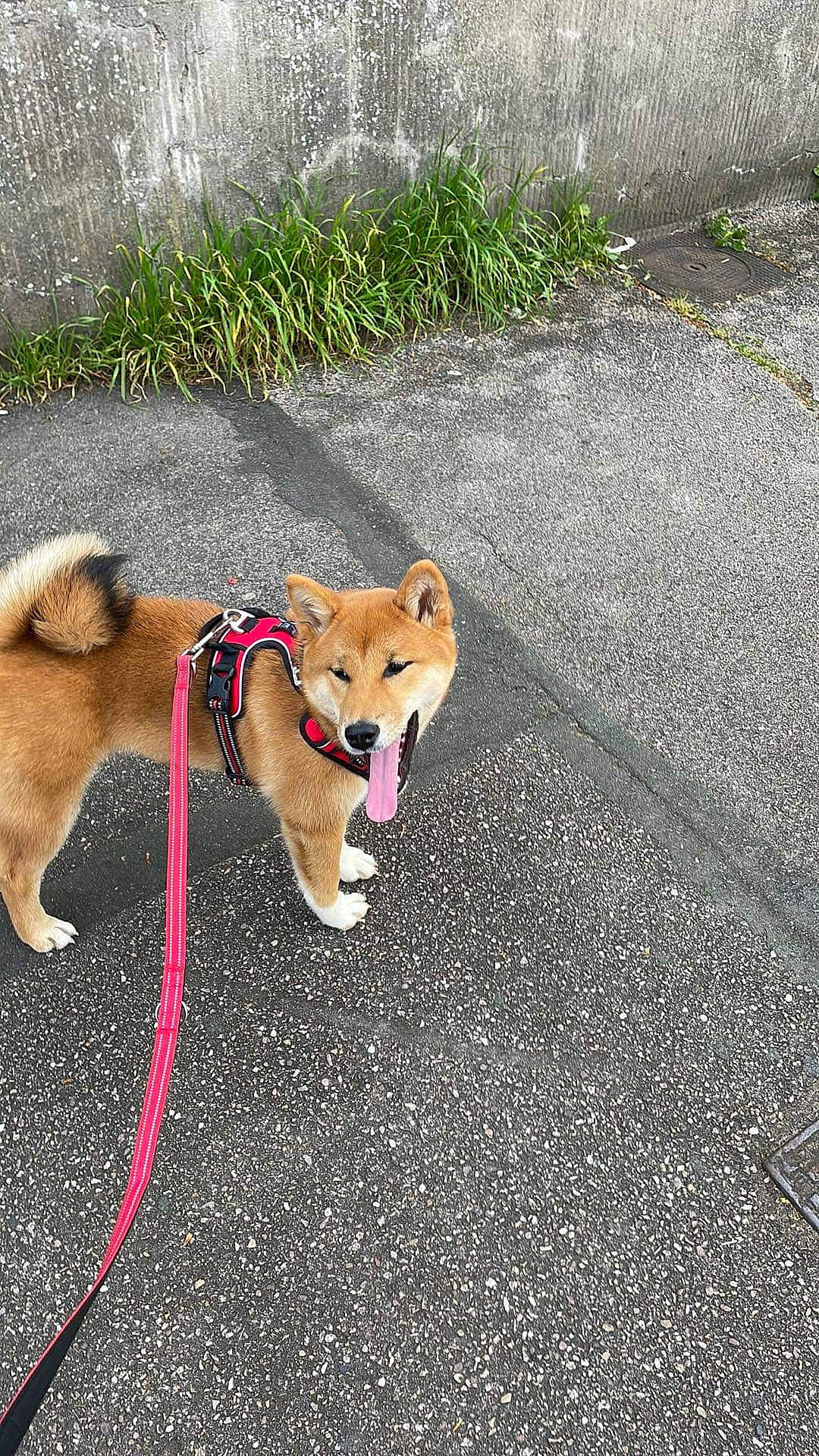 Tagada a rejoint le concours — aidez-le/la à gagner de superbes lots ! asphalt, canidae, carnivore, collar, companion_dog, dog, dog_breed, dog_collar, dog_supply, fawn, grass, leash, paw, pet_supply, plant, road_surface, sidewalk, snout, sporting_group, tail