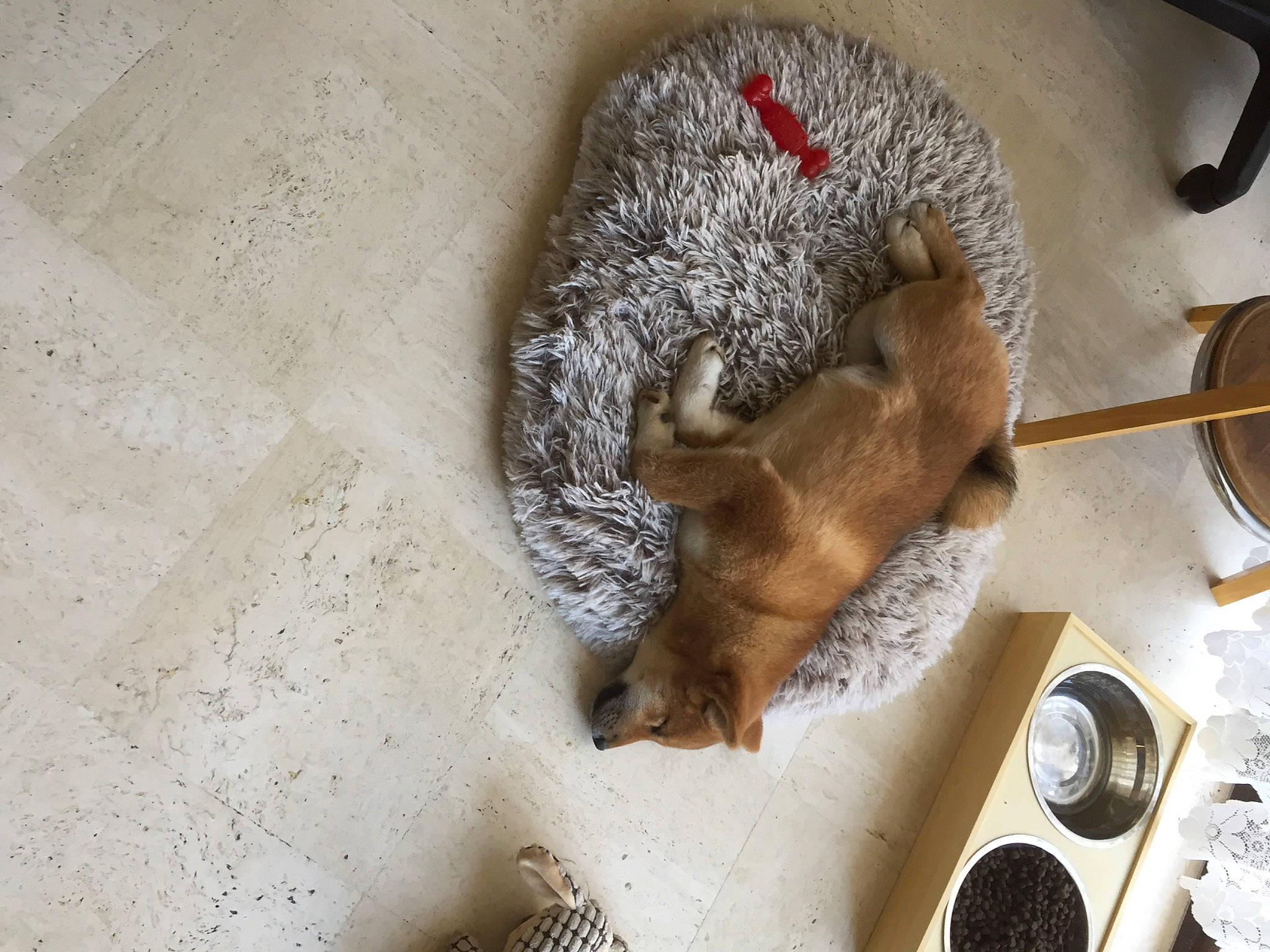 Tagada a rejoint le concours — aidez-le/la à gagner de superbes lots ! claw, domesticated_hedgehog, erinaceidae, fawn, fur, grey_squirrel, ground_squirrels, hedgehog, kitchen_utensil, plate, rodent, serveware, snout, squirrel, tableware, tail, terrestrial_animal, whiskers, wildlife, wood