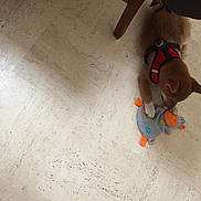 Tagada participe au concours pour gagner de l'argent avec cette photo : carmine, carnivore, ceiling, concrete, dog_breed, fawn, floor, flooring, foot, hardwood, human_leg, plywood, recreation, room, shadow, stuffed_toy, tail, toy, wood, working_animal