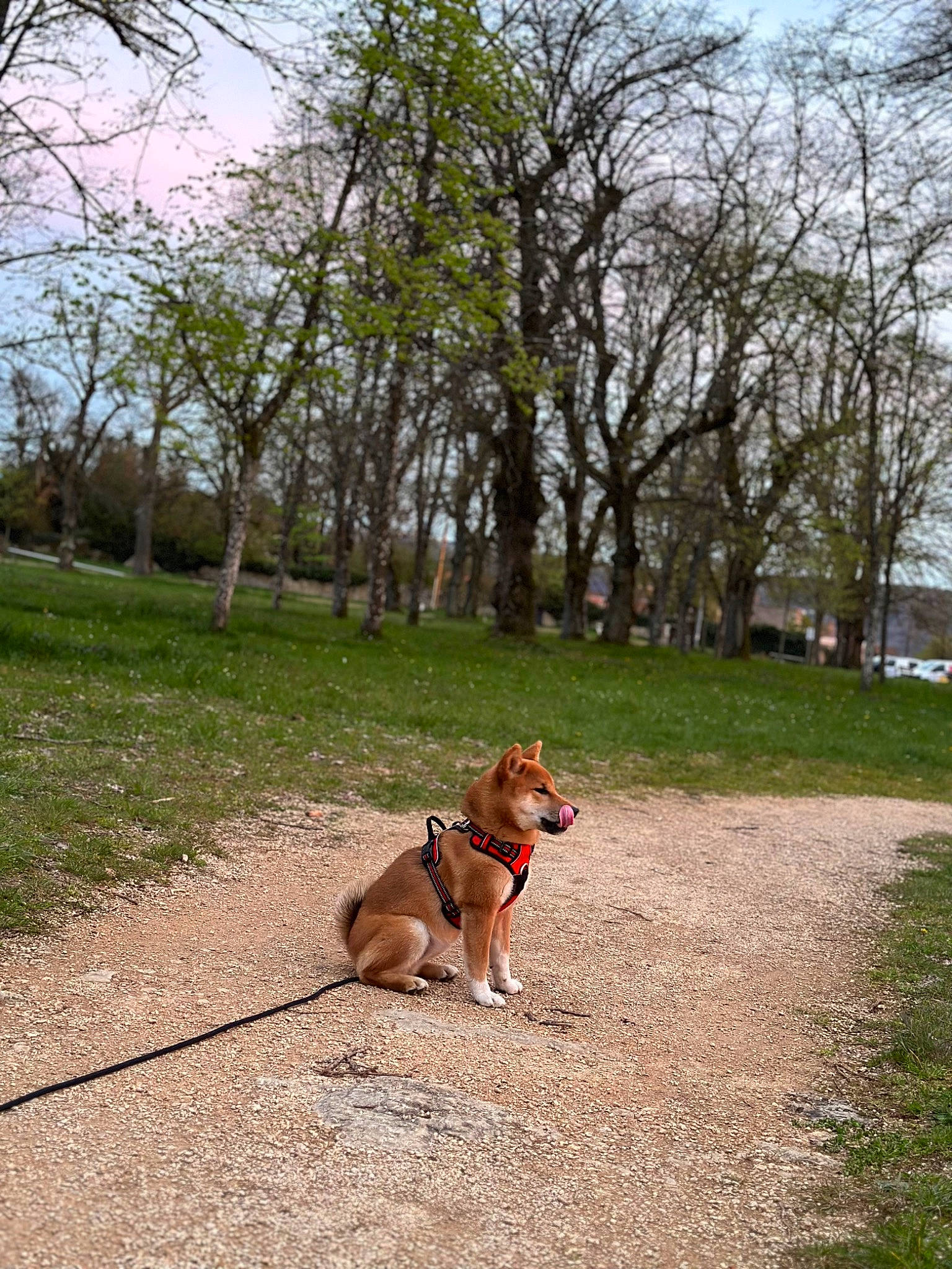 Tagada a rejoint le concours — aidez-le/la à gagner de superbes lots ! carnivore, cloud, collar, companion_dog, dog, dog_breed, dog_supply, fawn, grass, landscape, leash, plant, road, road_surface, sidewalk, sky, sporting_group, tail, tree, working_animal