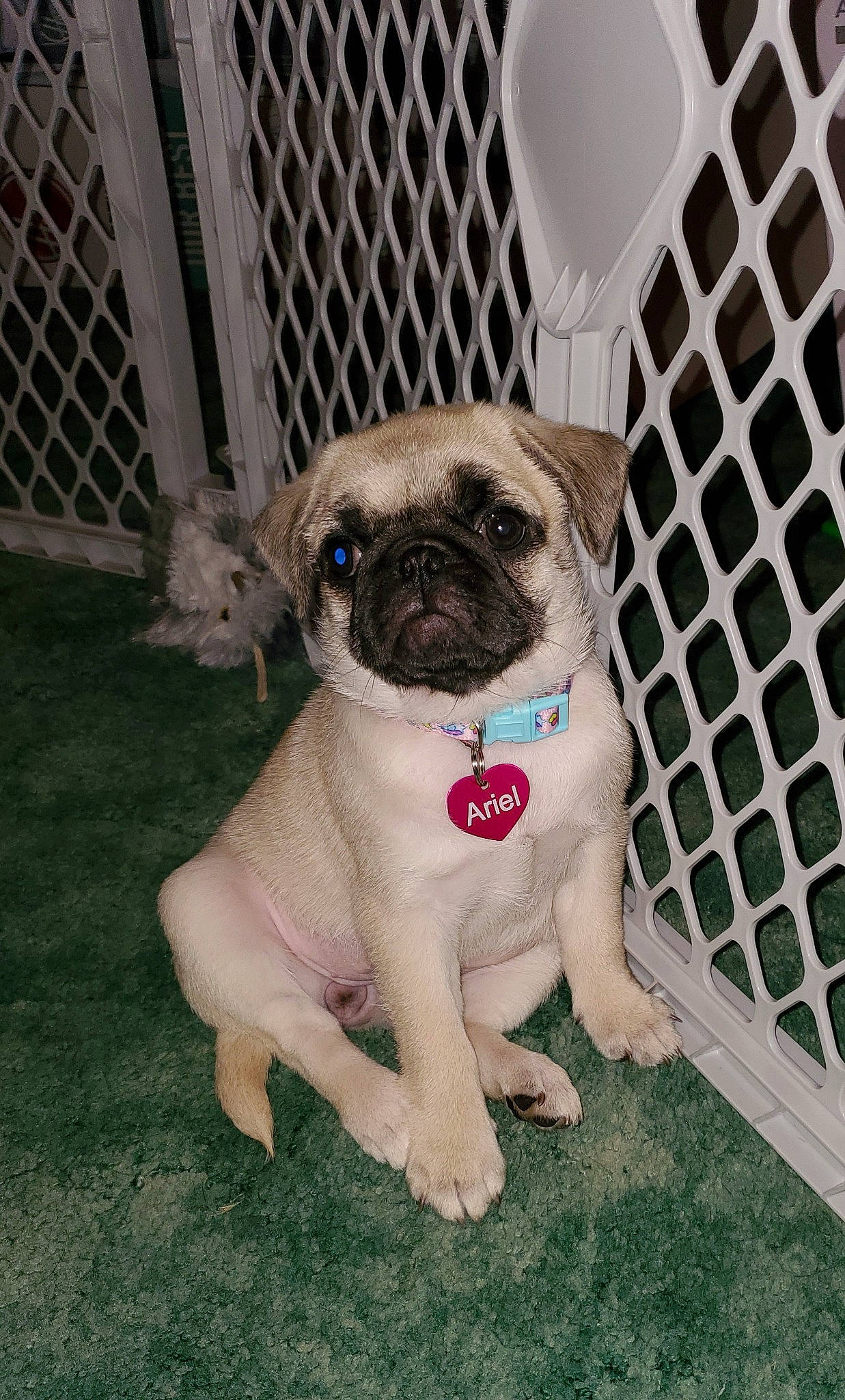 Ariel joined the competition — help win amazing prizes! canidae, carnivore, companion_dog, dog, dog_breed, eye, fawn, mammal, pug, puppy, snout, sporting_group, toy_dog, vertebrate, whiskers