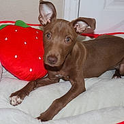 Klover Kapri is registered to the contest to win money with this photo: puppy, dog, brown_dog, pet_bed, strawberry_pillow, indoor, curious, ears, lying_down, white_bed, fluffy, cute, animal, young_dog, looking_at_camera, floor, wall, door, domestic_animal, companion_animal