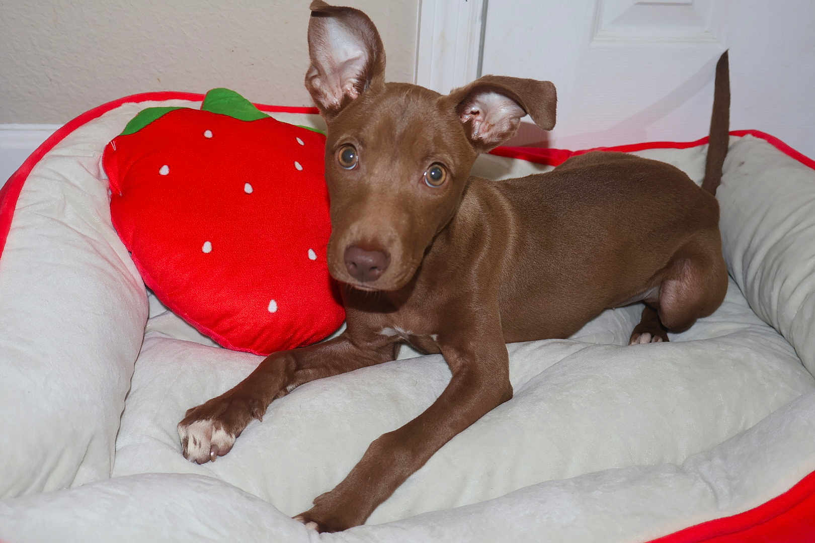 Klover Kapri is registered to the contest to win money with this photo: puppy, dog, brown_dog, pet_bed, strawberry_pillow, indoor, curious, ears, lying_down, white_bed, fluffy, cute, animal, young_dog, looking_at_camera, floor, wall, door, domestic_animal, companion_animal