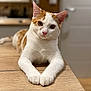 animal, cat, cozy, curious, cute, domestic_cat, ears, face, feline, fur, home, indoor, looking_at_camera, orange_cat, paws, pet, relaxed, table, white_cat, wooden_table