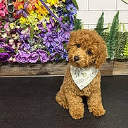 Tobie is registered to the contest to win money with this photo: dog, poodle, puppy, brown, fluffy, bandana, flower_wall, purple_flowers, yellow_flowers, orange_flowers, greenery, indoor, mat, cute, pet, small_dog, sitting, portrait, decor, leash