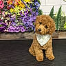 dog, poodle, puppy, brown, fluffy, bandana, flower_wall, purple_flowers, yellow_flowers, orange_flowers, greenery, indoor, mat, cute, pet, small_dog, sitting, portrait, decor, leash
