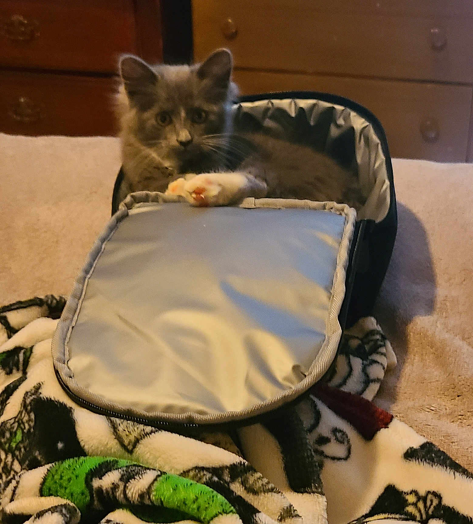 Cindy is registered to the contest to win money with this photo: kitten, cat, pet, animal, gray_cat, white_paw, furry, indoor, blanket, soft, cozy, bag, resting, wooden_furniture, carpet, cute, small, domestic_cat, fur, relaxing