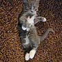Cindy is registered to the contest to win money with this photo: kitten, cat, gray_cat, white_paws, carpet, brown_carpet, indoor, pet, cute, feline, lying_down, playful, fur, whiskers, animal, small_animal, curious, looking_up, domestic_cat, young_cat