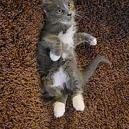 Cindy joined the competition — help win amazing prizes! kitten, cat, gray_cat, white_paws, lying_down, rug, brown_rug, fluffy, pet, animal, cute, small, whiskers, tail, indoor, fur, playful, young_cat, relaxing, curious