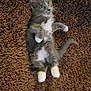 kitten, cat, gray_cat, white_paws, lying_down, rug, brown_rug, fluffy, pet, animal, cute, small, whiskers, tail, indoor, fur, playful, young_cat, relaxing, curious