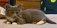 Cindy is registered to the contest to win money with this photo: kitten, cat, gray_cat, white_paws, indoor, furniture, backpack, soft_surface, curious, pet, young_cat, animal, furry, whiskers, ears, cute, domestic_cat, resting, lying_down, small_animal