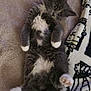 Cindy joined the competition — help win amazing prizes! kitten, cat, gray, white, fluffy, lying_down, paws, blanket, soft, cute, pet, fur, animal, indoor, relaxed, young, playful, whiskers, ears, looking