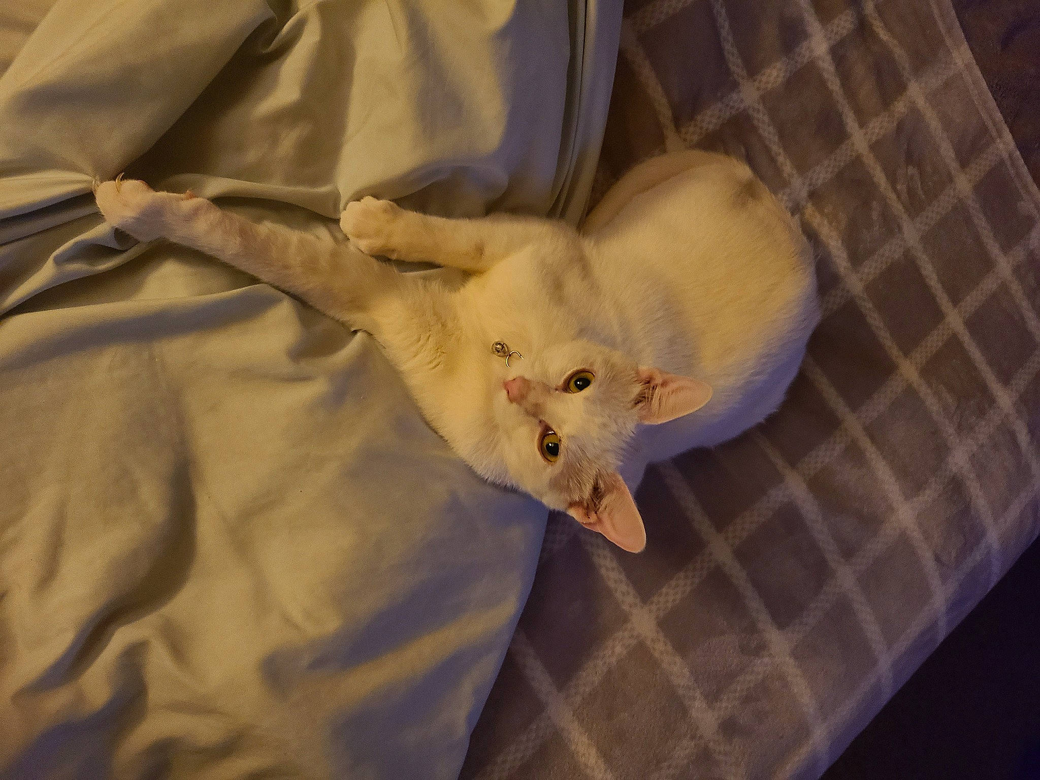 Snowball is registered to the contest to win money with this photo: canidae, carnivore, comfort, companion_dog, dog, dog_breed, fawn, felidae, fur, linens, muroidea, rat, small_to_medium_sized_cats, sporting_group, tail, toy, toy_dog, whiskers, wood, working_animal