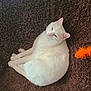 cat, white_cat, pet, animal, feline, resting, curled_up, blanket, brown_blanket, feather_toy, orange_feather, indoor, cozy, relaxed, fur, cute, sleepy, domestic_cat, close_up, soft_texture