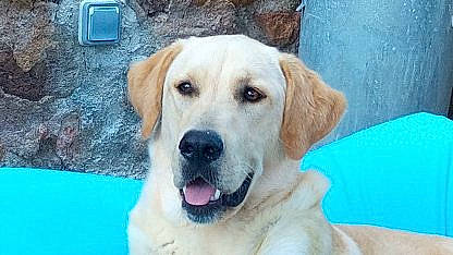 Jazzie participe au concours pour gagner de l'argent avec cette photo : anatolian_shepherd_dog, ancient_dog_breeds, beagador, canidae, carnivore, companion_dog, dog, dog_breed, fawn, golden_retriever, labrador_retriever, mammal, nose, retriever, snout, sporting_group, street_dog, vertebrate