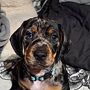 Bowie participe au concours pour gagner de l'argent avec cette photo : puppy, dog, pet, indoor, blanket, bedding, collar, paws, close_up, portrait, floppy_ears, big_eyes, nose, whiskers, sitting, patterned_texture, adorable, brindle_coat, mixed_colors, cozy