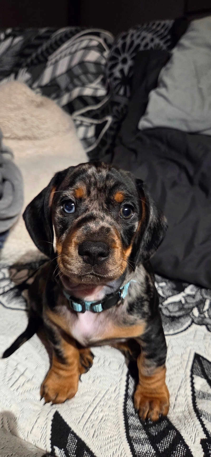 Bowie participe au concours pour gagner de l'argent avec cette photo : puppy, dog, pet, indoor, blanket, bedding, collar, paws, close_up, portrait, floppy_ears, big_eyes, nose, whiskers, sitting, patterned_texture, adorable, brindle_coat, mixed_colors, cozy