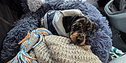 Bowie a rejoint le concours — aidez-le/la à gagner de superbes lots ! puppy, dog, blanket, plush_bed, rope_toy, car_interior, car_seat, cozy, fur, snout, ears, merle_coat, jacket, hoodie, portrait, cute, sleepy, knit_blanket, stitching, toy
