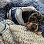 puppy, dog, blanket, plush_bed, rope_toy, car_interior, car_seat, cozy, fur, snout, ears, merle_coat, jacket, hoodie, portrait, cute, sleepy, knit_blanket, stitching, toy