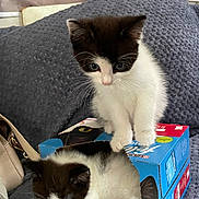 Mihno is registered to the contest to win money with this photo: kitten, cat, black_and_white, sleeping, curious, box, felix, cardboard, indoor, cozy, blanket, pet, feline, cute, whiskers, paws, resting, domestic_animal, young_cat, soft_texture