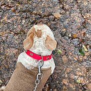 Buddy is registered to the contest to win money with this photo: dog, red_collar, leash, rocky_surface, wet_ground, ears, fur, pet, outdoor, walking, shoes, white_shoes, top_view, animal, nature, water, reflection, brown_fur, white_fur, canine