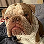 Buddy joined the competition — help win amazing prizes! bulldog, dog, pet, close_up, wrinkled_face, brown_and_white, blanket, indoor, portrait, cute, animal, furry, companion, looking_at_camera, sitting, cozy, texture, face, ears, snout