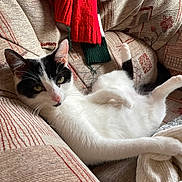 Diamond is registered to the contest to win money with this photo: cat, black_and_white, relaxed, couch, knitted_garment, patterned_fabric, indoor, pet, feline, fur, whiskers, ears, nose, paws, tail, cozy, household, comfort, resting, domestic_animal