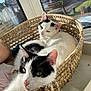 Diamond joined the competition — help win amazing prizes! cat, basket, window, sunlight, indoor, pet, feline, relaxing, black_and_white, cozy, whiskers, ears, nose, fur, closeup, domestic_animal, resting, home, daylight, peaceful