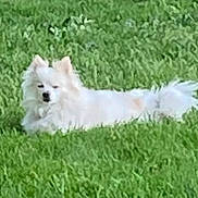 Snow is registered to the contest to win money with this photo: dog, white_dog, fluffy, small_dog, grass, lawn, outdoors, lying_down, pet, animal, fur, ears, tail, black_nose, relaxed, garden, green_background, canine, portrait, daylight