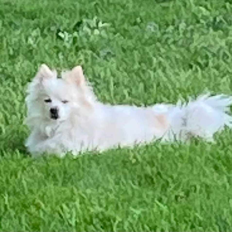 Snow is registered to the contest to win money with this photo: dog, white_dog, fluffy, small_dog, grass, lawn, outdoors, lying_down, pet, animal, fur, ears, tail, black_nose, relaxed, garden, green_background, canine, portrait, daylight