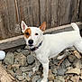 Chandler is registered to the contest to win money with this photo: alert, animal, brown_patch, canine, collar, curious, daylight, dog, ears_up, ground, looking_at_camera, nature, outdoor, pet, rocks, standing, tail, white_dog, wooden_fence, yard