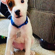 Chandler joined the competition — help win amazing prizes! animal, blue_collar, canine, carpet, collar_tag, curious, cute, dog, domestic, ears, floor, furniture, household, indoor, pet, puppy, sitting, small_dog, striped_couch, young_dog