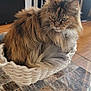 Isaby participe au concours pour gagner de l'argent avec cette photo : cat, fluffy, basket, indoor, furniture, table, glass_table, patterned_surface, domestic, pet, cozy, resting, animal, fur, whiskers, ears, eyes, wood_floor, standing_fan, cabinet