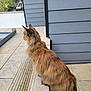 Isaby a rejoint le concours — aidez-le/la à gagner de superbes lots ! cat, long_hair, tiled_floor, step, gray_wall, outdoor, fence, greenery, side_view, pet, animal, fur, quiet, daylight, curious, calm, sitting, looking_away, domestic, nature