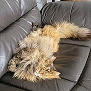 Isaby a rejoint le concours — aidez-le/la à gagner de superbes lots ! cat, fluffy, sleeping, couch, leather, indoor, pet, feline, relaxed, home, fur, whiskers, tail, cozy, resting, animal, domestic, comfortable, closeup, furniture