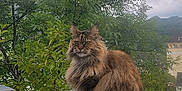 Isaby a rejoint le concours — aidez-le/la à gagner de superbes lots ! cat, fluffy, long_hair, sitting, outdoor, greenery, tree, leaves, sky, cloudy, animal, pet, nature, feline, wild, majestic, fur, tail, quiet, urban