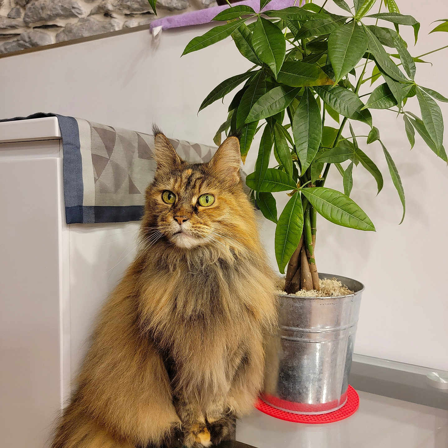 Isaby a rejoint le concours — aidez-le/la à gagner de superbes lots ! animal, brown_fur, cat, cozy, curious, domestic_cat, feline, fluffy, fur, glass_table, green_eyes, green_leaves, houseplant, indoor, long_hair, pet, plant, potted_plant, sitting, table