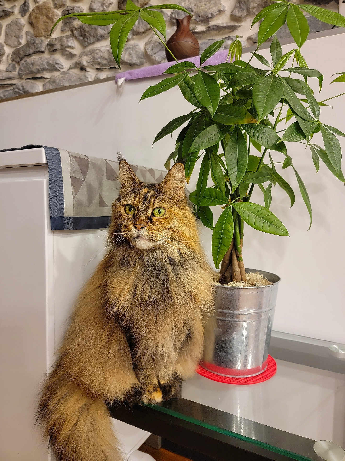 Isaby a rejoint le concours — aidez-le/la à gagner de superbes lots ! cat, fluffy, green_eyes, plant, potted_plant, indoor, table, glass_table, fur, pet, domestic_cat, animal, cozy, houseplant, green_leaves, brown_fur, long_hair, feline, curious, sitting
