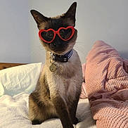 Mai joined the competition — help win amazing prizes! cat, siamese_cat, sunglasses, heart_shaped_sunglasses, pet_collar, bed, blanket, pink_blanket, white_blanket, indoor, feline, cute, pet, animal, cozy, fur, whiskers, ear, sitting, portrait